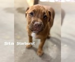 Puppy Starburst Boxador