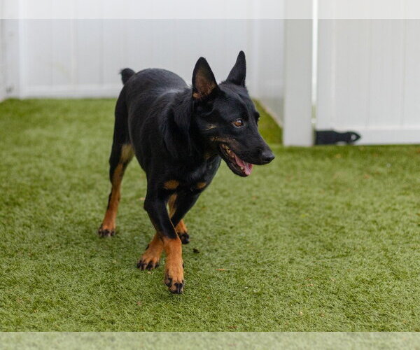 Medium Photo #3 Mutt Puppy For Sale in Canton, CT, USA