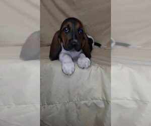 Basset Hound Puppy for sale in SALEM, WV, USA