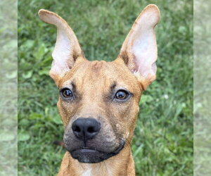 Mutt Dogs for adoption in Jefferson, WI, USA