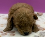 Small #2 Poodle (Miniature)