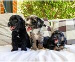 Small Photo #4 Aussiedoodle Miniature  Puppy For Sale in BOGART, GA, USA