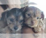 Small Photo #21 YorkiePoo Puppy For Sale in BLUE MOUND, TX, USA