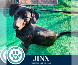 Dachshund-Unknown Mix Dogs for adoption in Kimberton, PA, USA