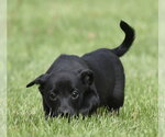 Small #5 Borador