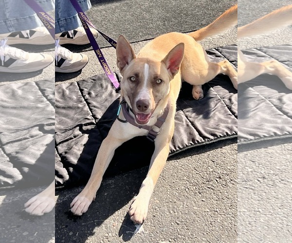 Medium Photo #2 Mutt Puppy For Sale in Yuba City, CA, USA