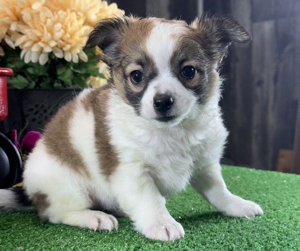 Medium Photo #2 Chihuahua Puppy For Sale in CANOGA, NY, USA