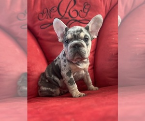 French Bulldog Puppy for sale in EASTVALE, CA, USA