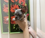 Small #6 French Bulldog