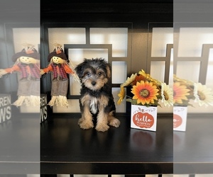 YorkiePoo Puppy for sale in CORONA, CA, USA