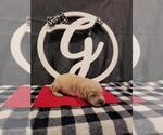 Small Photo #4 Golden Retriever Puppy For Sale in CUMMING, GA, USA