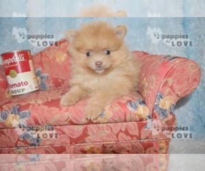 Pomeranian Puppy for sale in SANGER, TX, USA