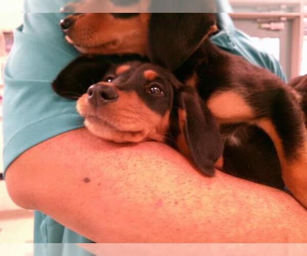 Medium Photo #1 Mutt Puppy For Sale in Oklahoma City, OK, USA