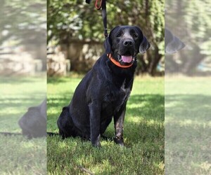 Labrador Retriever Puppy for sale in BROWNS VALLEY, CA, USA