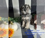 Puppy 5 Schnauzer (Miniature)