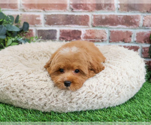Medium Photo #1 Cavapoo (Miniature) Puppy For Sale in SYRACUSE, IN, USA