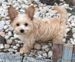 Small #5 Yo-Chon