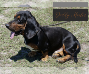 Father of the Basset Hound puppies born on 10/08/2022