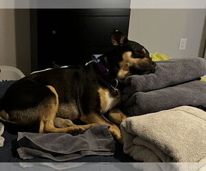 Clover (courtesy listing) - Female American Staffordshire Terrier-Unknown Mix Dog for Adoption - Photo #4