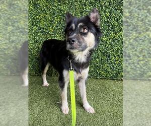 Chow Chow-German Shepherd Dog Mix Dogs for adoption in Naples, FL, USA