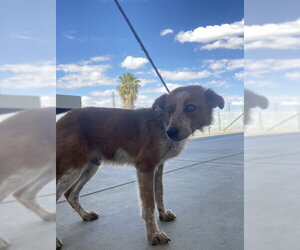 Collie Dogs for adoption in Bakersfield, CA, USA