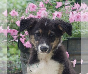 Border Collie Puppy for sale in GAP, PA, USA
