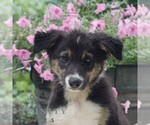 Small Border Collie
