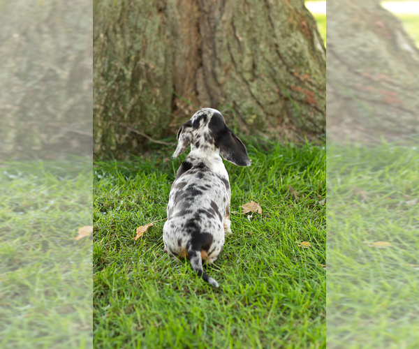 Medium Photo #7 Dachshund Puppy For Sale in BREMEN, IN, USA