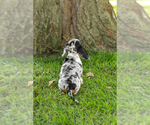 Small Photo #31 Dachshund Puppy For Sale in BREMEN, IN, USA
