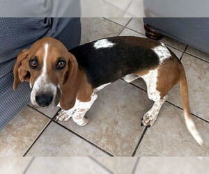 Bagle Hound Dogs for adoption in Deepwater, NJ, USA