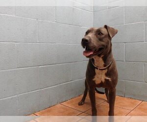 American Pit Bull Terrier-Unknown Mix Dogs for adoption in Downey, CA, USA