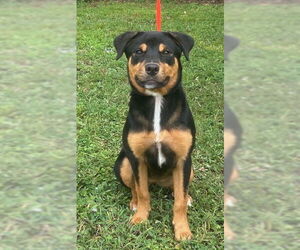 English Bullweiler Dogs for adoption in Wetumpka, AL, USA