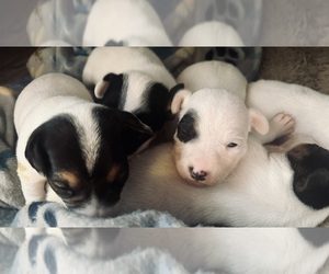 Jack Russell Terrier Puppy for sale in FORT PIERCE, FL, USA