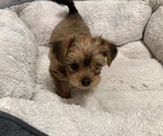 Small #2 Yorkshire Terrier