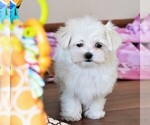 Small Photo #3 Maltese Puppy For Sale in ROCK VALLEY, IA, USA
