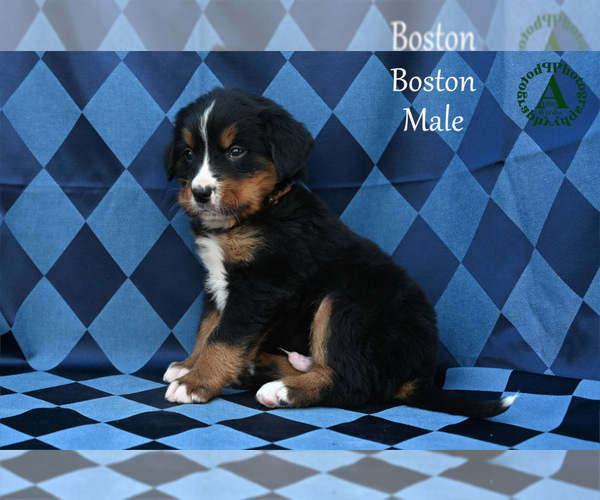 Medium Photo #31 Bernese Mountain Dog Puppy For Sale in HARRISONBURG, VA, USA