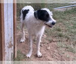 Small Photo #2 Mutt Puppy For Sale in Vail, AZ, USA
