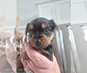 Yorkshire Terrier Puppy for sale in BRISTOL, TN, USA