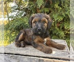 Image preview for Ad Listing. Nickname: Theodore