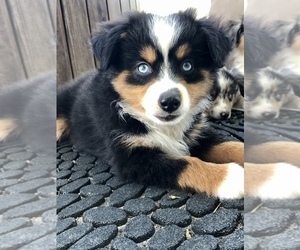 Medium Miniature Australian Shepherd