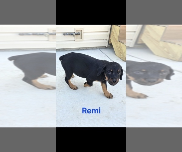 Medium Photo #4 Rottweiler Puppy For Sale in COTTLEVILLE, MO, USA