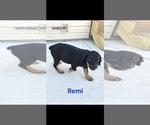 Small #3 Rottweiler