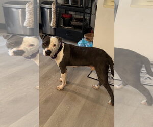 American Pit Bull Terrier-Unknown Mix Dogs for adoption in Oakhurst, NJ, USA