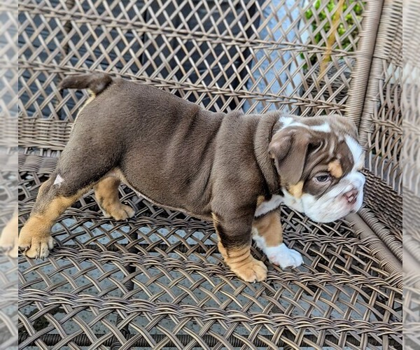 Medium Photo #10 Bulldog Puppy For Sale in RIVERSIDE, CA, USA
