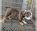 Small #3 Bulldog