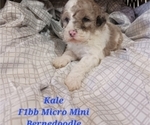 Small Photo #2 Bernedoodle (Miniature) Puppy For Sale in SHIPSHEWANA, IN, USA