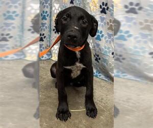Labrador Retriever-Unknown Mix Dogs for adoption in Rosenberg, TX, USA