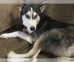 Small Photo #1 Siberian Husky Puppy For Sale in Austin, TX, USA