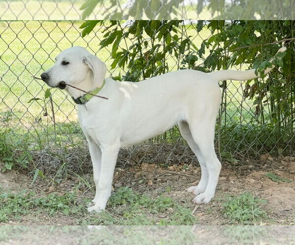 Medium Photo #25 Anatolian Shepherd-Labrador Retriever Mix Puppy For Sale in Higley, AZ, USA