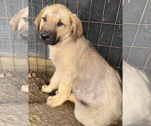 Golden Pyrenees Dogs for adoption in Tracy City, TN, USA